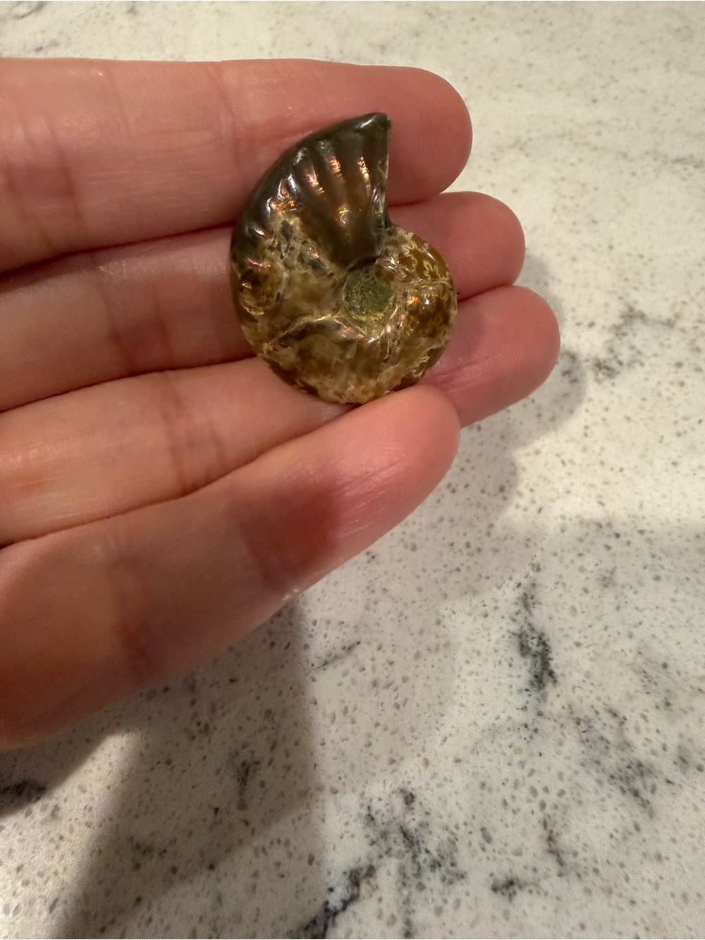 Ammonite Fossil Shell - Picture 3 of 4